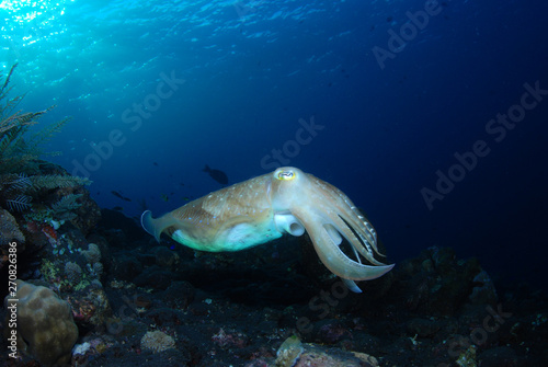 Incredible Underwater World - Cuttlefish. Blue ocean. Tulamben, Bali, Indonesia. © diveivanov