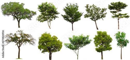 Collection trees isolated on white background. Suitable for use in architectural design or Decoration work. Used with natural articles both on print and website.