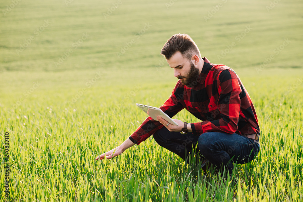 Fototapeta premium Young handsome bearded farmer with tablet standing in wheat field in early summer