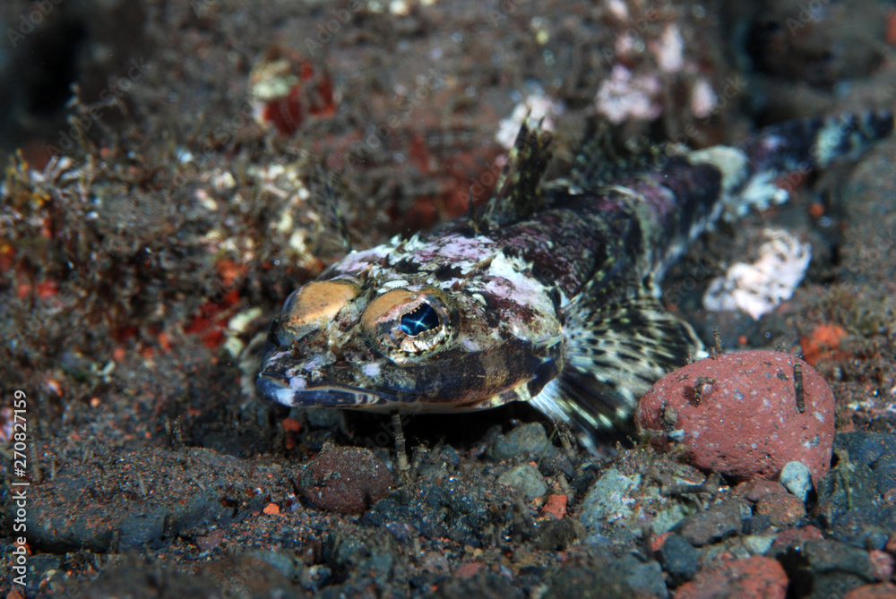 Crocodile fish - Serrated Flathead Rogadius serratus. Underwater world, macro photography. Tulamben, Bali, Indonesia.