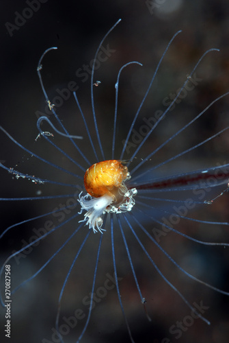 Incredible underwater world - tiny creatures. Orange ladybug amphipod  Lysianassidae sp.  . Macro photography. Tulamben  Bali  Indonesia.