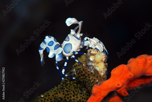 Incredible underwater world - Hymenocera picta - Harlequin shrimp. Eating/feeding starfish. Underwater macro photography. Tulamben, Bali, Indonesia.  photo