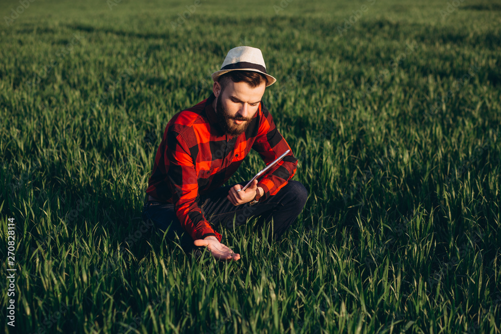 Young handsome bearded farmer with tablet analyzes the crop in wheat field in early summer Young handsome bearded farmer with tablet analyzes the crop in wheat field in early summer