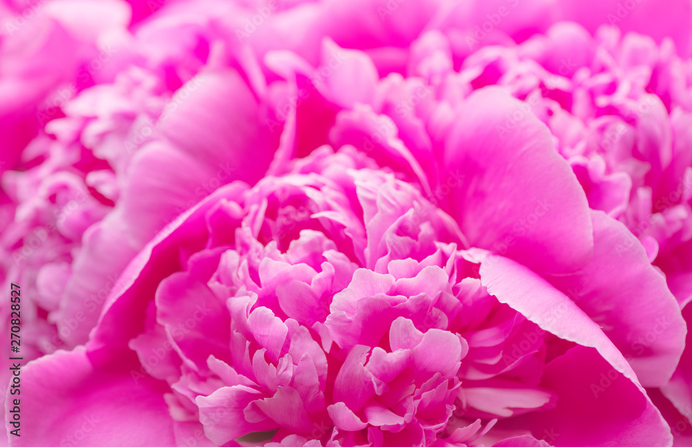 Beautiful pink peony bouquet background. Blooming peony flowers close-up. Valentine's Day concept