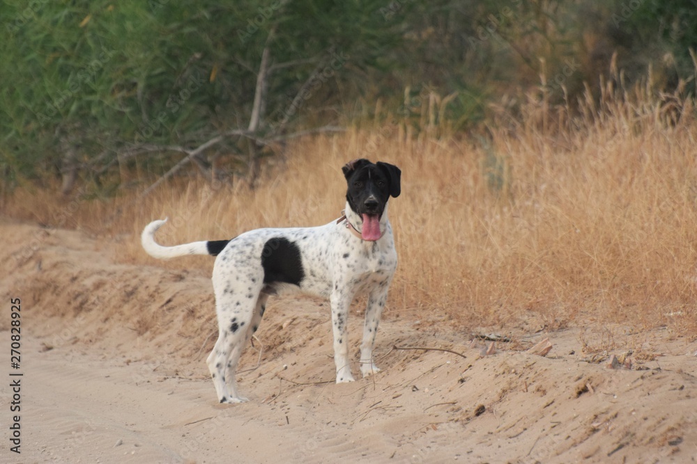 Happy adult english pointed walking dog Happy adult english pointed walking dog