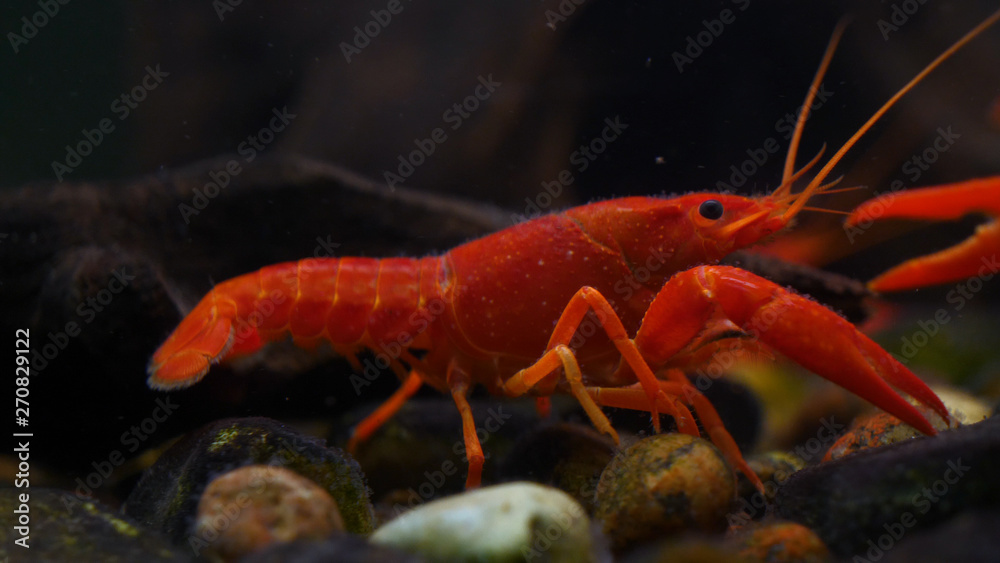Lobster. Red, orange, brown and yellow lobster walking on rocks in the water, Lobster in water tank at an aquarium. Concept of: Water, Rocks, Family. Lobster. Red, orange, brown and yellow lobster walking on rocks in the water, Lobster in water tank at an aquarium. Concept of: Water, Rocks, Family.