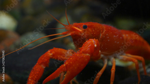 Lobster. Red, orange, brown and yellow lobster walking on rocks in the water, Lobster in water tank at an aquarium. Concept of: Water, Rocks, Family.
