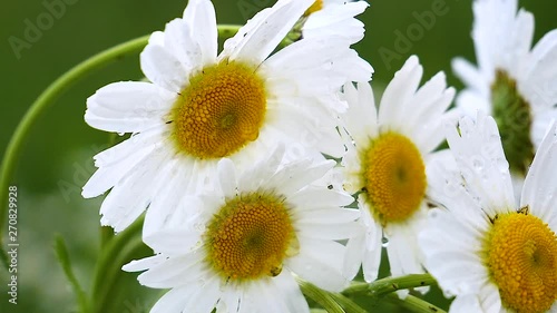 Wildflowers chamomile in a field, in nature.