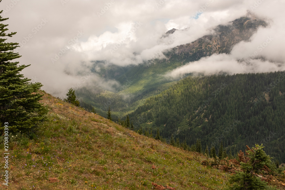 The vast panorama that is Olympic National Park, USA, Low clouds hug the hillside with pine trees peaking through the cloud breaks, nobody in the image