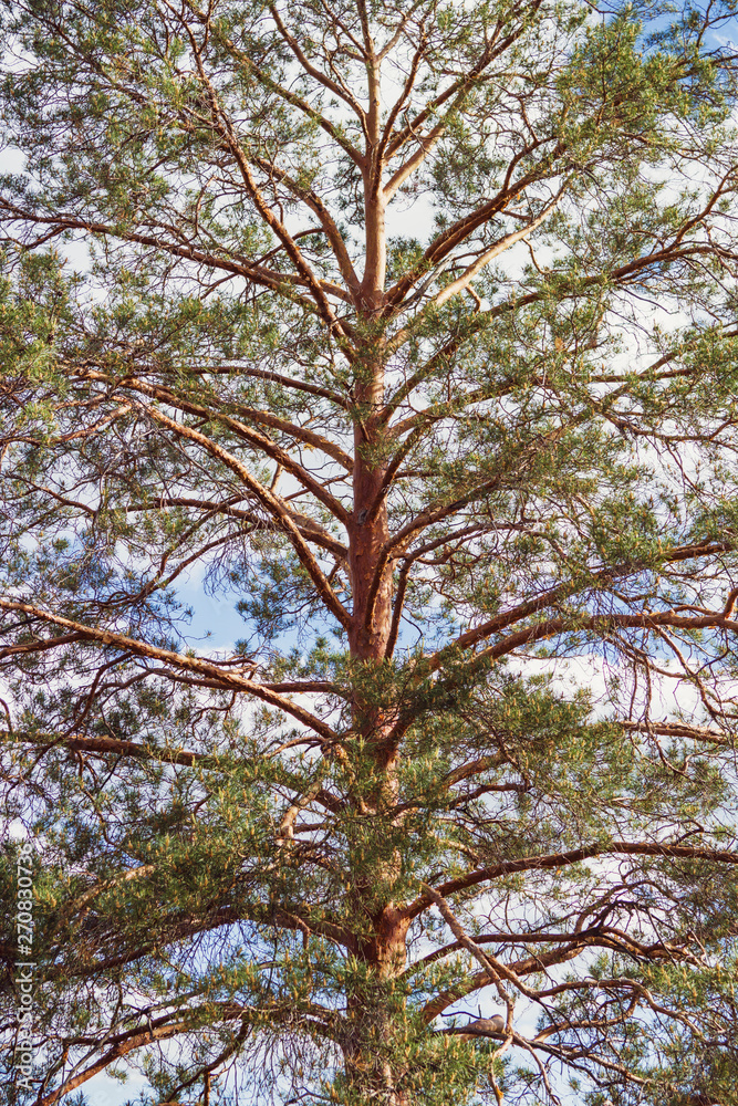 Obraz premium Trees in pine forest