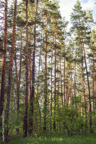 Trees in pine forest