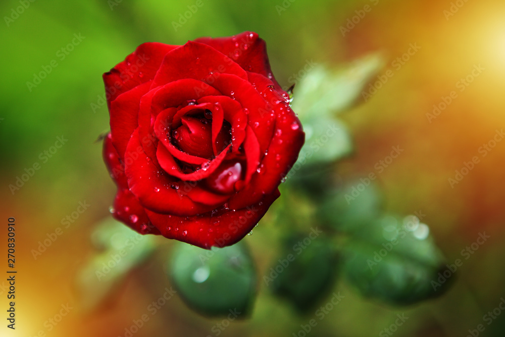 red rose with water drops