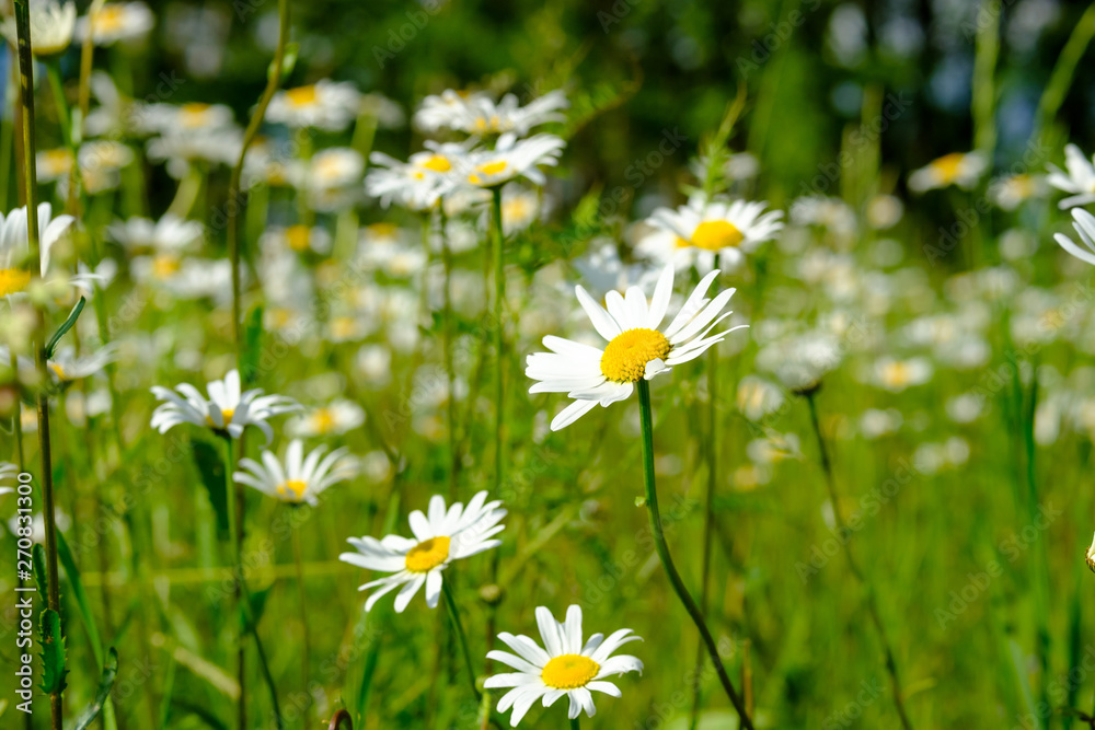 Leucanthemum vulgare, oxeye daisy flower, meadow Stock Photo | Adobe Stock