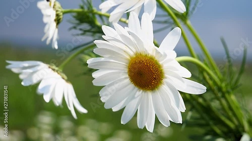 Wildflowers chamomile in a field, in nature.