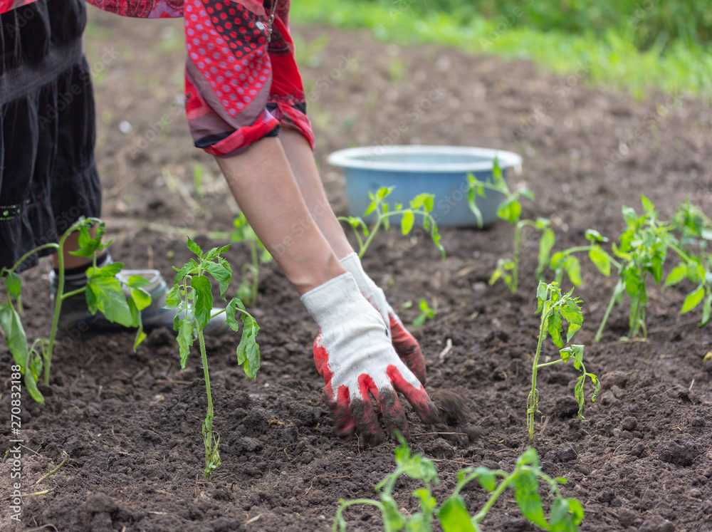 Fototapeta premium woman planting tomato seedlings in the ground