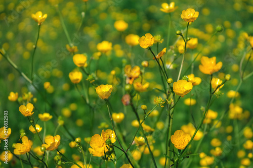 Field of yellow flowers © Viktor Kulikov