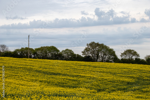 A field of rapeseed crops in the spring, Whitby, Yorkshire.