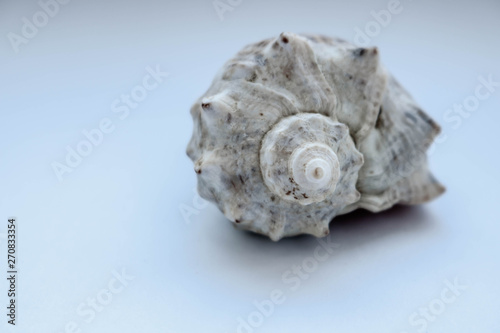 sea shell isolated on white background