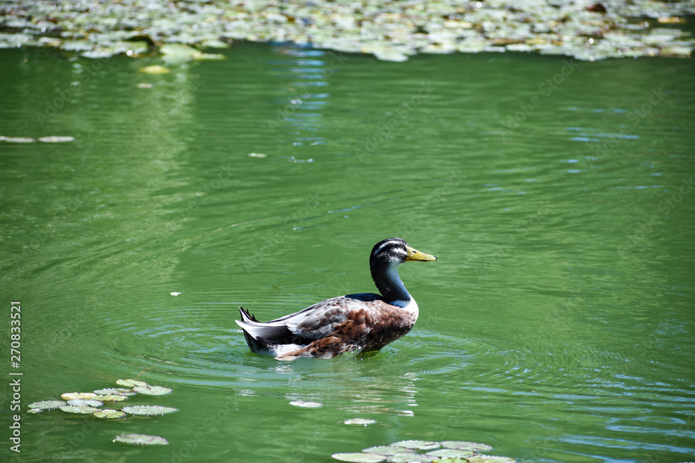 Lonely duck swimming on a pond Lonely duck swimming on a pond