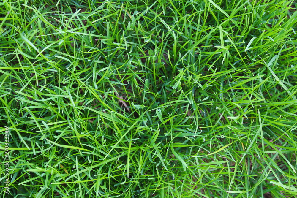 grass green juicy high photographed from above grass green juicy high photographed from above