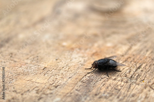 the fly sits alone on a wooden surface