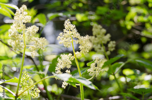 Snowbrush flowers in partial shade