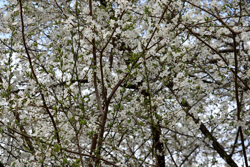 beautiful pure white and fragrant fruit tree blossoms in spring beautiful pure white and fragrant fruit tree blossoms in spring