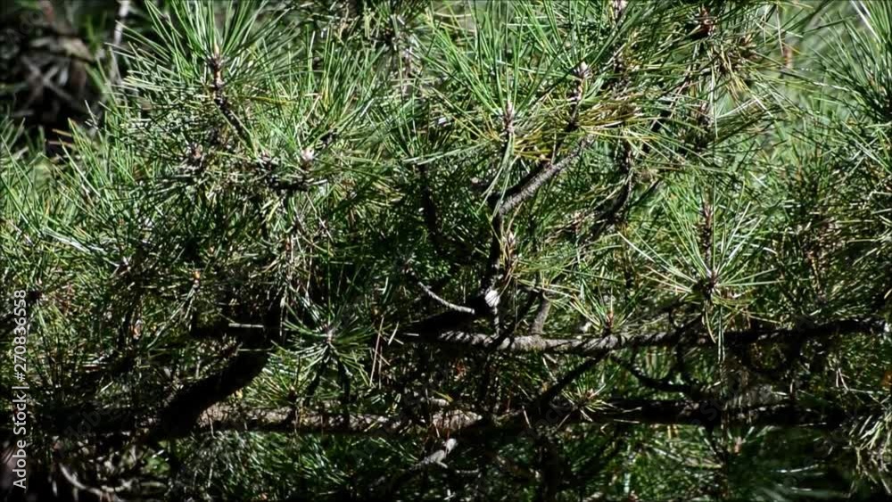 Late summer impressions from a Berlin park  of August 31, 2016, Germany