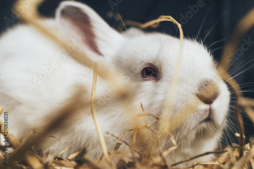 Beautiful young white rabbit on a straw, hay, background.