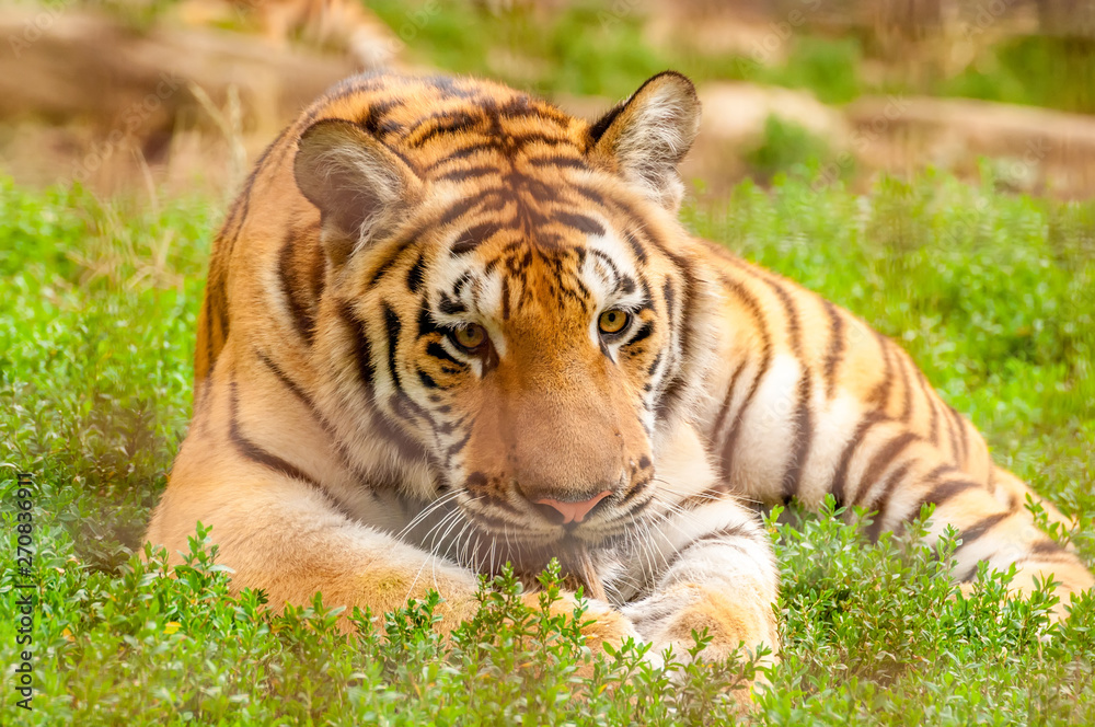 Portrait of an amur tiger in a zoo Portrait of an amur tiger in a zoo