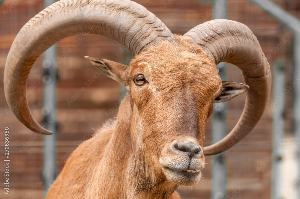 Portrait of a barbary sheep in a zoo