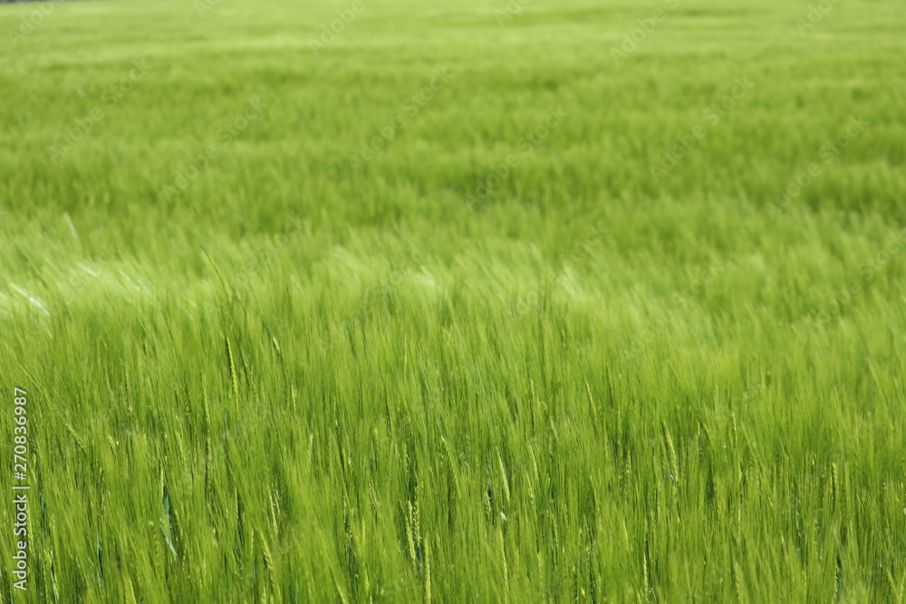 wheat in the cornfield weighs in the summer breeze wheat in the cornfield weighs in the summer breeze