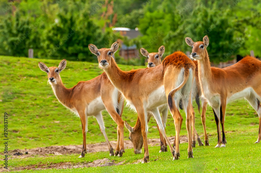 View on a group of southern lechwe in a zoo View on a group of southern lechwe in a zoo