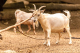 View on a goat scratching itself in a zoo
