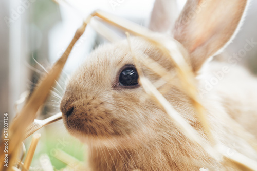 Beautiful young brown rabbit on a straw, hay, background.