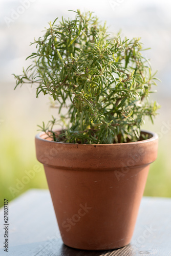 Wild rosemary close up