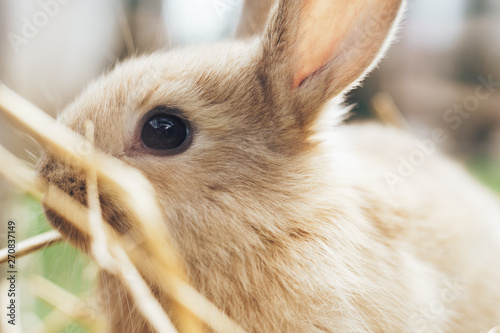 Beautiful young brown rabbit on a straw, hay, background.