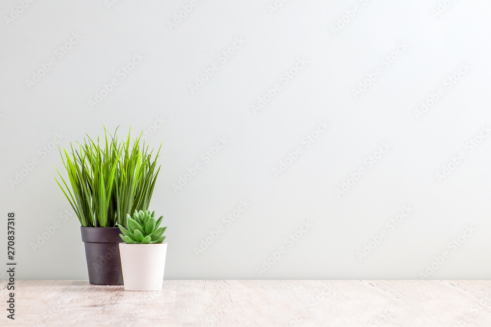 Collection of various cactus and succulent plants in different pots. Potted cactus house plants on white shelf against white wall. Collection of various cactus and succulent plants in different pots. Potted cactus house plants on white shelf against white wall.