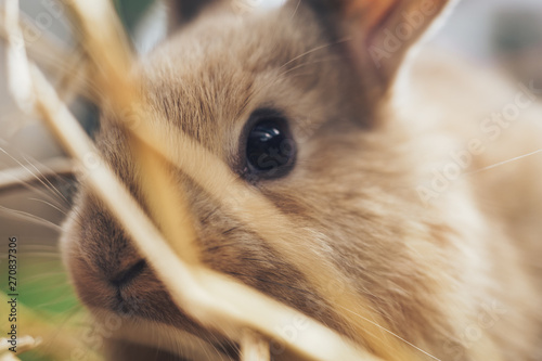 Beautiful young brown rabbit on a straw, hay, background.