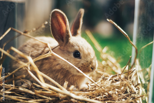 Beautiful young brown rabbit on a straw, hay, background.