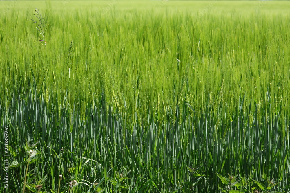 wheat in the cornfield weighs in the summer breeze wheat in the cornfield weighs in the summer breeze