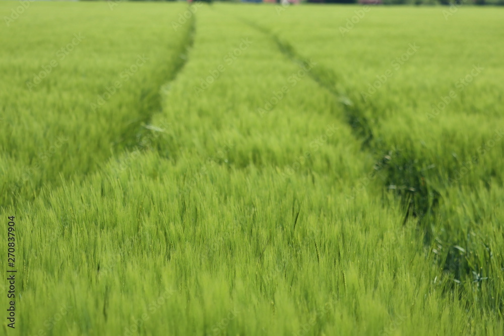 wheat in the cornfield weighs in the summer breeze