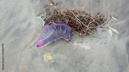 Jellyfish Physalia physalis in the sand photo