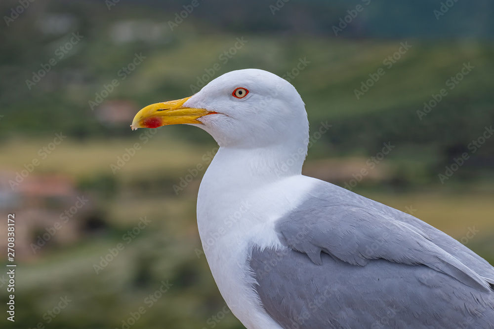 Huge, fearless herring seagulls perched on the towers of the Castelsardo castle, province of Sassari , Sardinia, Italy. Huge, fearless herring seagulls perched on the towers of the Castelsardo castle, province of Sassari , Sardinia, Italy.