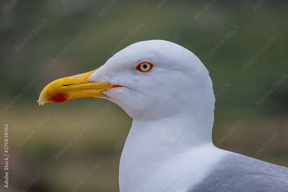 Huge, fearless herring seagulls perched on the towers of the Castelsardo castle, province of Sassari , Sardinia, Italy.