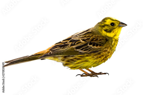 Yellowhammer (Emberiza citrinella) isolated on a white background photo