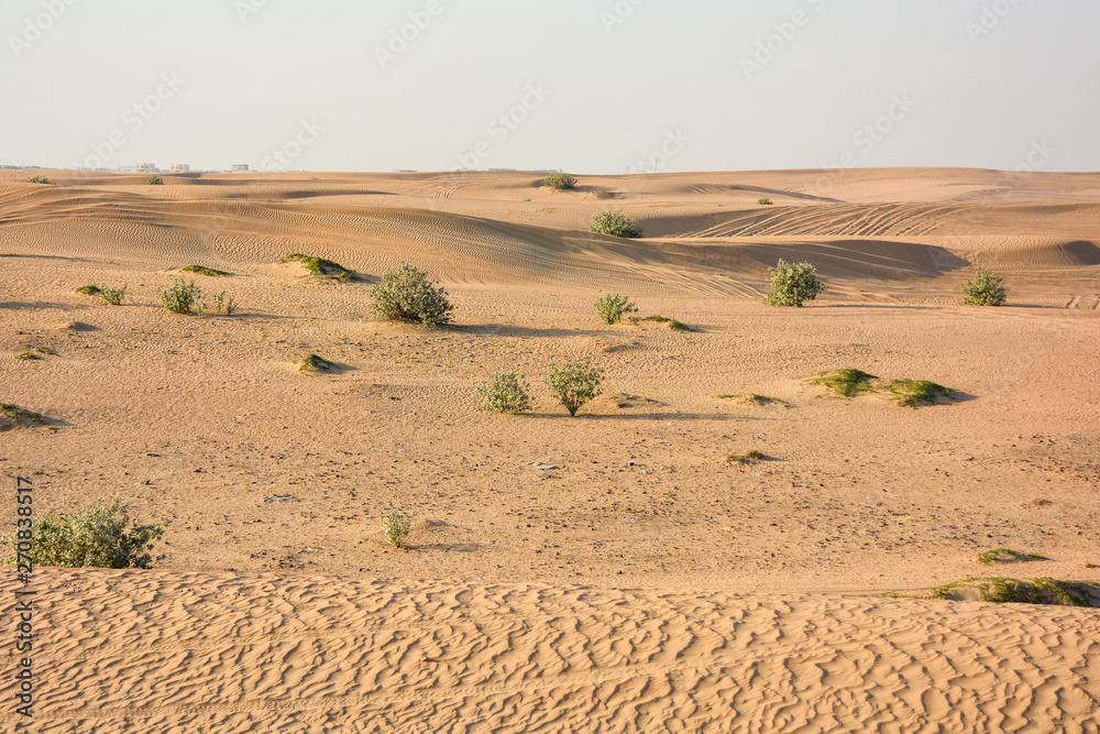 Obraz premium Plants in the sands of the sultry desert
