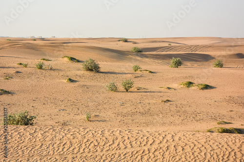 Plants in the sands of the sultry desert