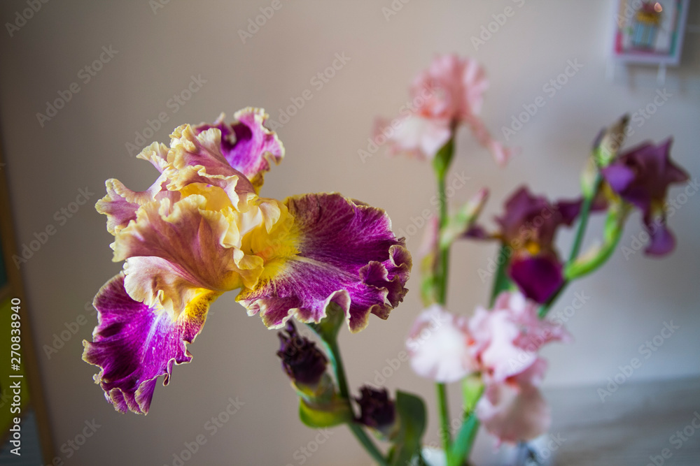 flowers irises in natural lighting