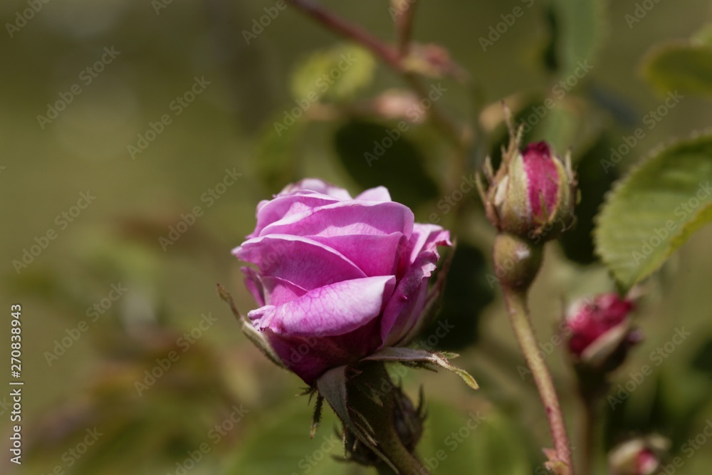Flower of a Gallica di Posillipo rose